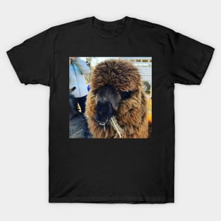 alpaca T-Shirt